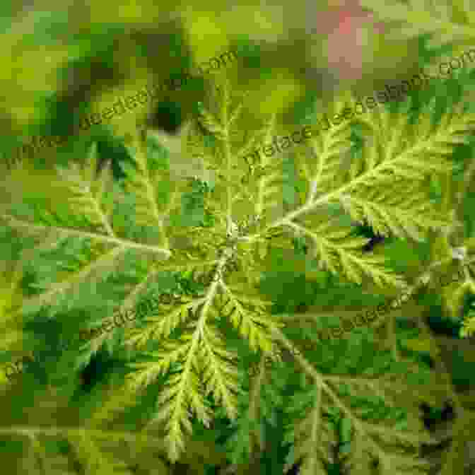A Close Up Of The Animal Antics Artemisia Plant, Showcasing Its Deeply Lobed Leaves And Clusters Of Small Flowers. Animal Antics J C Artemisia
