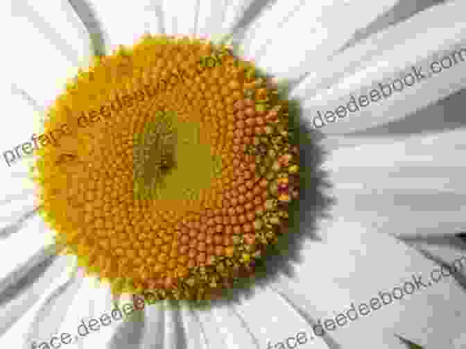 A Close Up Photograph Of A Lazy Daisy, Highlighting Its Delicate Petals And Golden Center Lazy Daisies Of Summer: 6 Lovely Creations With Plastic Canvas And Embroidery Floss
