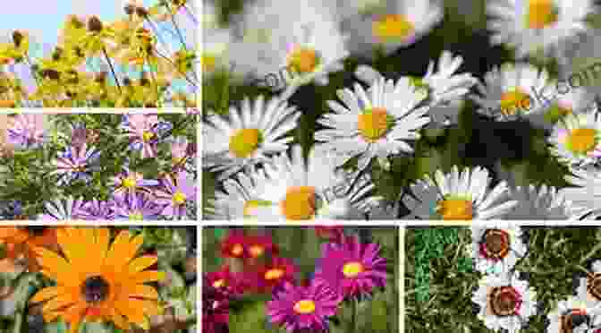 A Collection Of Different Lazy Daisy Varieties, Showcasing The Diverse Range Of Colors And Forms Lazy Daisies Of Summer: 6 Lovely Creations With Plastic Canvas And Embroidery Floss