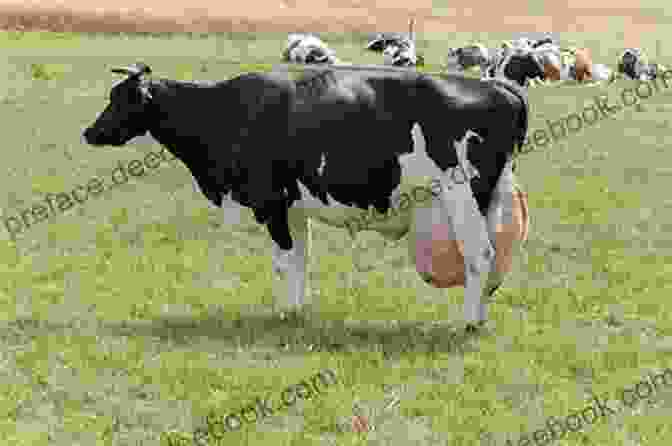 A Cow With A Large Udder Coming With Big There In The Cow: Whisper Fora Bora