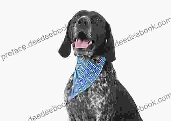 A Dog Wearing A Festive Collar And Bandana, Looking Happy And Excited Dog Christmas Stocking Ideas: Stocking Stuffers For Dogs: Christmas Stocking For Dogs