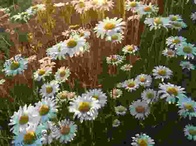 A Field Of Lazy Daisies Swaying Gently In The Summer Breeze Lazy Daisies Of Summer: 6 Lovely Creations With Plastic Canvas And Embroidery Floss
