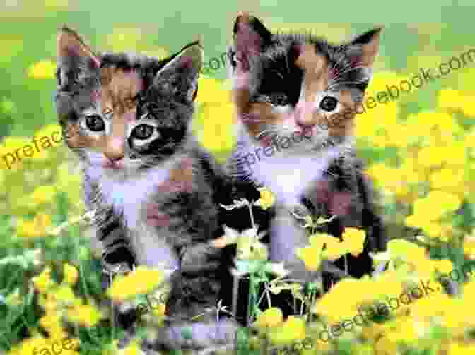 A Group Of Babies Playing With A Litter Of Kittens In A Field Of Wildflowers The Babies And Kitties