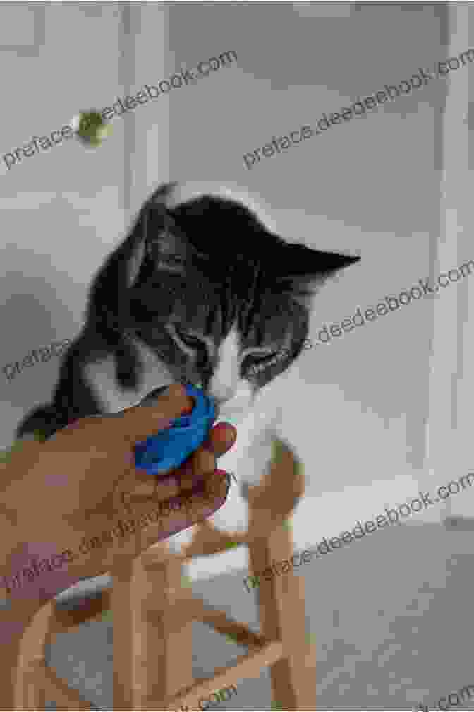 A Person Teaching A Cat To Sit Using A Clicker And A Treat. Teaching Your Cat Simple Tricks: Storey S Country Wisdom Bulletin A 272 (Storey Country Wisdom Bulletin)