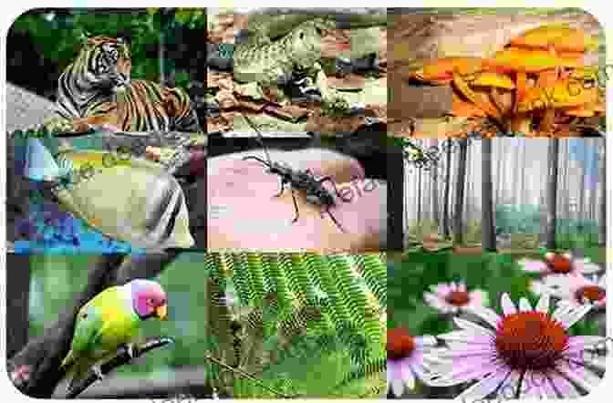 A Photo Of A Diverse Ecosystem With Various Species Of Plants And Animals A Theory Of Global Biodiversity (MPB 60) (Monographs In Population Biology)