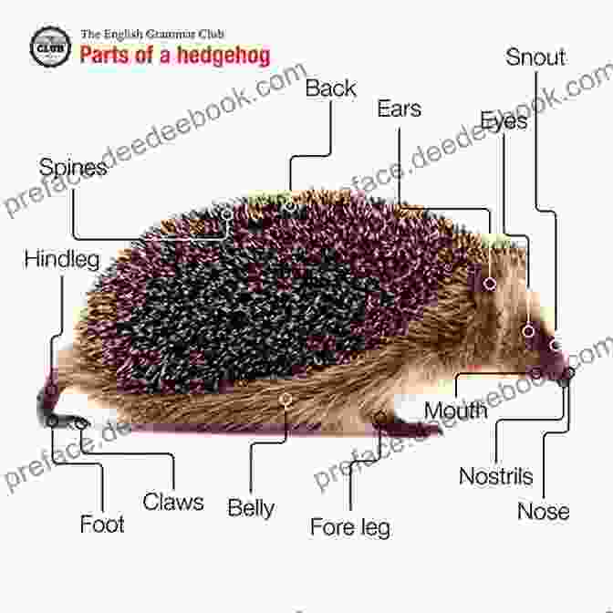Anatomy Of A Hedgehog, Including Its Spines, Fur, And Other Key Features Alaskan Malamute Dog Care Guide : The Complete Guidebook For Beginners On The Care Heath Diet And Training Of Your Alaskan Malamute Dog As Pet
