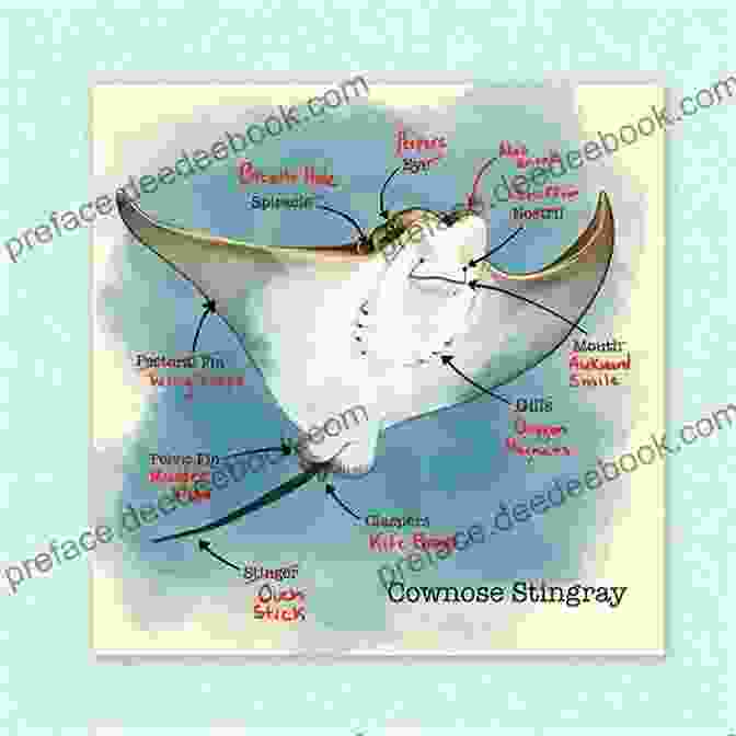 Anatomy Of A Venomous Stingray Biology And Ecology Of Venomous Stingrays (Biology And Ecology Of Marine Life)