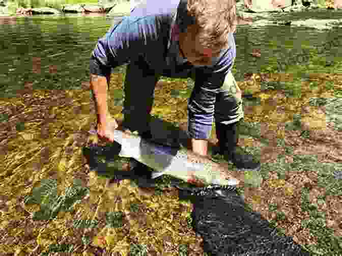 Cultural Significance Of Atlantic Salmon In Maine Atlantic Salmon In Maine
