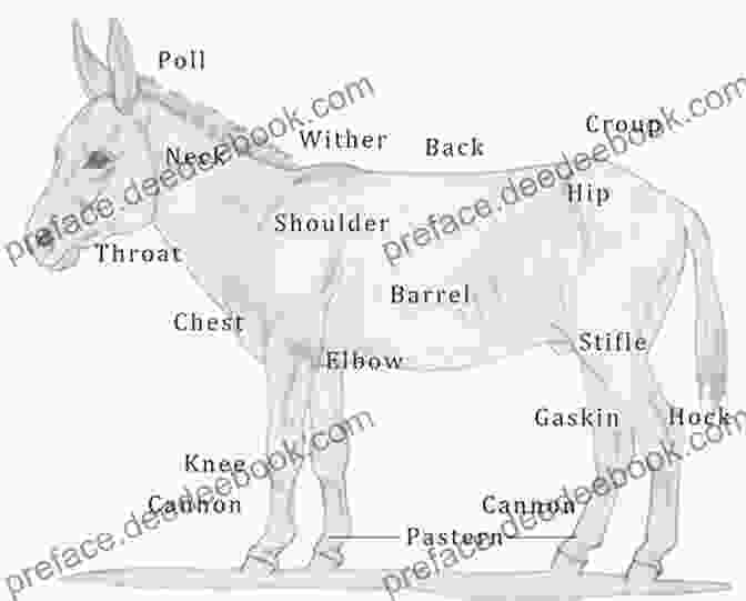 Detailed Anatomical Diagram Of A Donkey, Showcasing The Body's Major Organs, Bones, And Joints Natural Donkey Care : 1: About Donkeys Physically