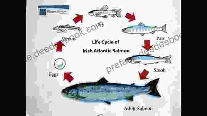 Life Cycle Of Atlantic Salmon In Maine Atlantic Salmon In Maine