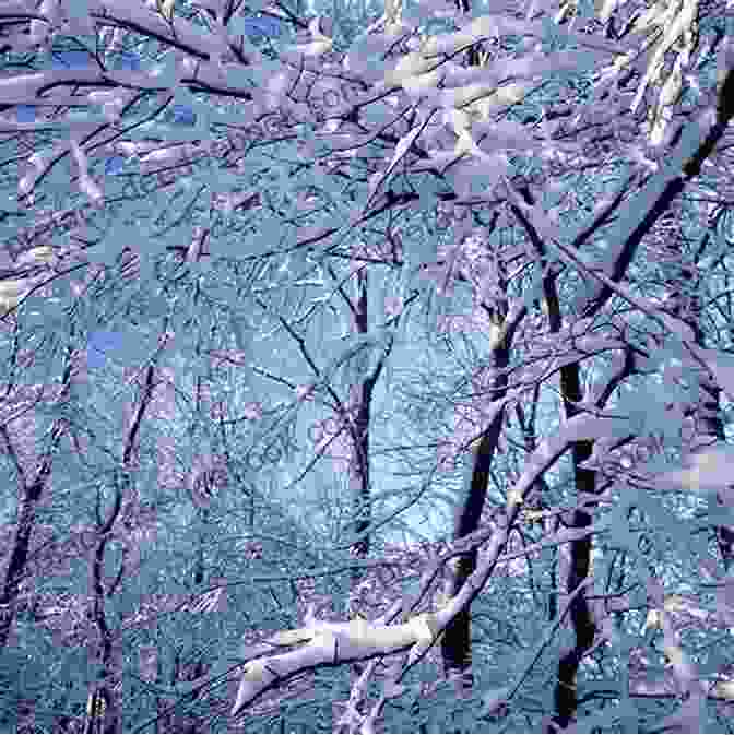 Snow Laden Branches Reaching Towards The Sky, Creating A Serene Winter Landscape Winter S Present: Haiku Melinda Hardin