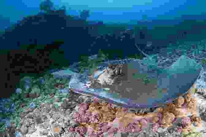 Stingray Hunting For Prey In Shallow Water Biology And Ecology Of Venomous Stingrays (Biology And Ecology Of Marine Life)