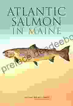 Atlantic Salmon In Maine